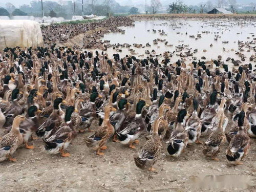 微生物技术驱动鸭鱼共养 创新模式提升经济效益