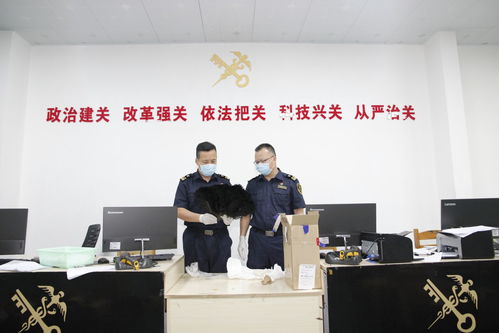 鹤山海关查获濒危玳瑁制品 生物技术开发在野生动物保护中的关键作用