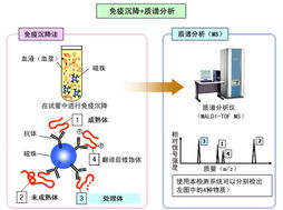 应用岛津质谱技术开发生物标志物，推动生物技术新突破