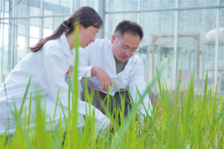 茶稻诞生！三亚科研新突破引领农业生物技术开发
